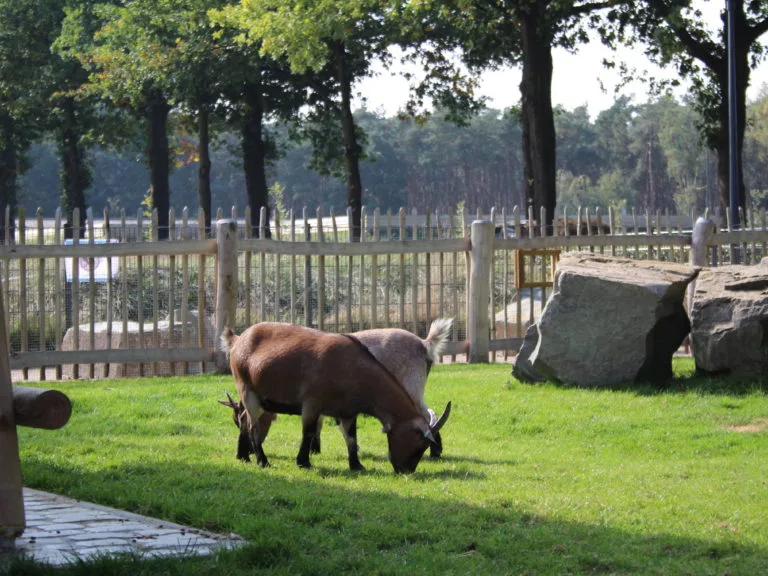 Kinderboerderij 2017 2