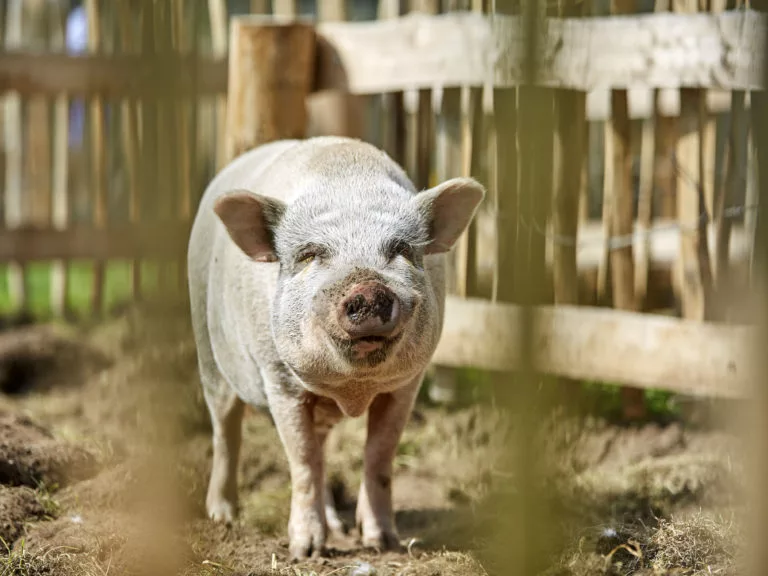 Kinderboerderij varken HR