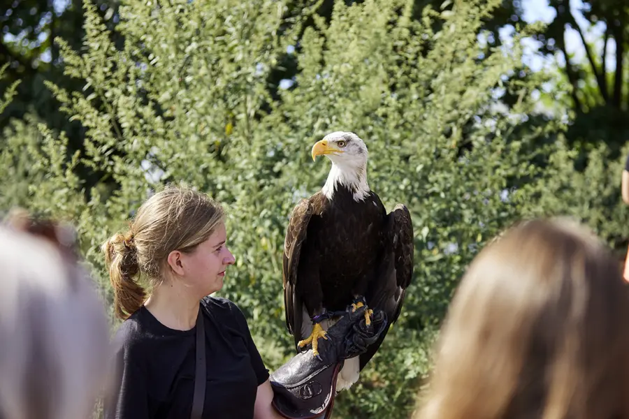 20220816 Ter Spegelt Roofvogel Show LR 1